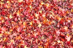 Fallen leaves of autumn Japanese maple