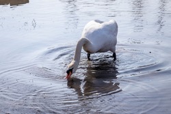 White swan gathers food underwater near the river