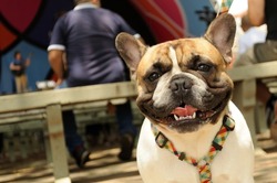 A happy french bulldog on a colorful leash smiling at the camera with random people on the background