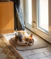 Calico cat sleeps on a rug near the door at home