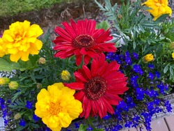 Colorful Flowers in a Planter Box