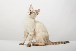 playful kitten of the Bengal cat breed color sepia on a white background