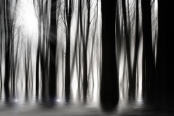 Spooky woods in black and white with flooding