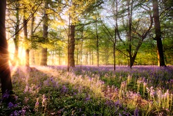 Amazing sunrise through bluebell woodland. Wild spring flowers hidden in a forest landscape with early dawn sunlight