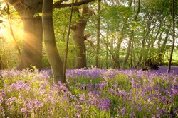 Bluebell landscape under the forest trees with dawn sunlight rising. British wild flowers in spring time.