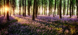 Long shadows in bluebell woods at sunrise