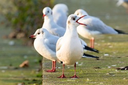 A group of black headed gulls in winter basking in sunrise warmth with beak open. Most of the year these birds have white heads and are not classed as seagulls. Spotted in Norfolk England 
