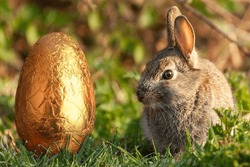 Wild easter bunny licking lips and looking at a gold foil covered chocolate easter egg. 