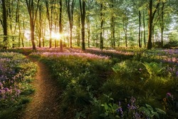 Beautiful bluebell dawn forest landscape with natural paths and trails. Sunlight streaming though the trees in British spring. Purple wild flowers carpet the woodland floor