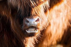 Highland cow bull face close up with mouth open showing teeth and tongue