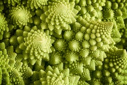 Romanesco broccoli vegetable represents a natural fractal pattern and is rich in vitimans. First documented in Italy originating from the Brassica oleracea family. Close up view of the fractal spirals