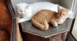Two felines sleeping on table 