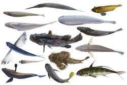 top view of swimming fish /Collection of fish 