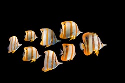herd Butterflyfish collection swimming fish on black background/Long nose fish/blue ring angelfish/beautiful coral reef fish/school of fish,angel fish, Forceps Fish, Yellow,Copperband  butterflyfish