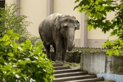 A large elephant in a zoo is walking in a pen. Horizontal photo