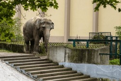 A large elephant in a zoo in a pen chews plant branches. Horizontal photo