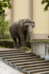 A large elephant in a zoo walks in a pen, chewing grass. Vertical photo