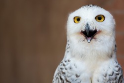 The snowy owl (Bubo scandiacus) is a large, white owl of the typical owl family.