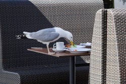 Seagull sitting on the table in restaurant. People went away and the bird eats meal which remains on plates.