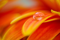 Orange daisy colors refraction on water drops