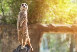 Meerkat stay over stump look a survey and surveillance