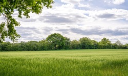 Trees line a field of a recently planted crops and a foreground tree frames the scene.  A blue sky with cumulus clouds is above.