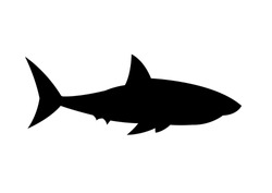 Shark silhouette vector illustration isolated