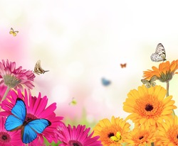 Gerber flowers with butterflies