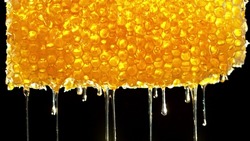 Honey dripping from honey comb on black background. Macfro shot of honey drop dipping from the honeycomb. Healthy food concept, diet, dieting