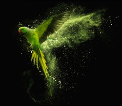 Flying green parrot Alexandrine parakeet with colored powder clouds. Isolated on black background