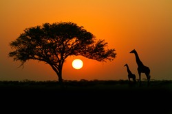 Acacia tree, sunset and giraffes in silhouette in Africa