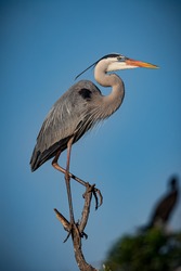 Great blue heron balances on top of tree branch at Venice Rookery.