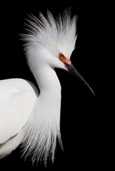 Snowy white egret poses with open headdress