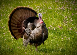 Tom turkey struts his full feathers in clover field
