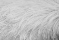 Texture white animal fur. Cozy background and place for text. It can be used as a concept of allergy to animal hair.
