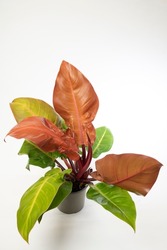 Philodendron Prince of Orange - indoor plant