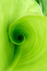 Close Up Leaves Spiral Shape In Nature Background, Selective Focus