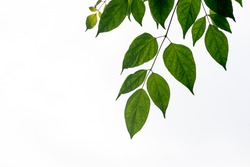 Leaves Tree Branch Isolated On White Background, Green Leaves On White Background