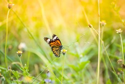 Butterfly On Grass Field With Warm Light