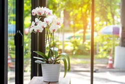 White orchid on wooden table with warm light and nature background.
