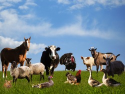 Lots of farm animals on the pasture