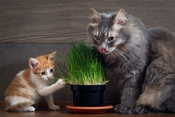 Vitamins for cats - germinated oats. Big cat and little kitten eating the grass and oats. Grass in the flowerpot. Cat gray, grass green.  Germinated oats is useful for cats and kittens