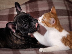 Friendship, love cats and dogs. Black Dog Bulldog, white cat 