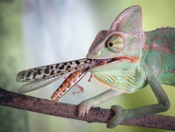 chameleon with a large insect in his mouth. Portrait