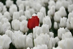 One red tulip in a field of flourishing white tulips in the sping in Lelystad, the Netherlands