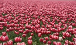 Field of flourishing red tulips in the sping in Lelystad, the Netherlands