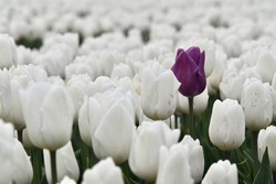 One purple tulip in a field of flourishing white tulips in the sping in Lelystad, the Netherlands
