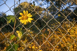 A field of wildflowers with a yellow daisy poking his head through a chainlink fence at golden hour in rural Mazamitla, Jalisco - Mexico. November 2022