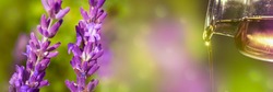 closeup of lavender oil from the medical bottle with isolated lavender flowers in sunhine on abstract beautiful blurred background, natural wellness concept with copy space