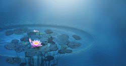 beautiful water lily flower in a pond in sunshine, rain drops on leaf, decorative blue water background with rain drop circles for an idyllic wellness concept